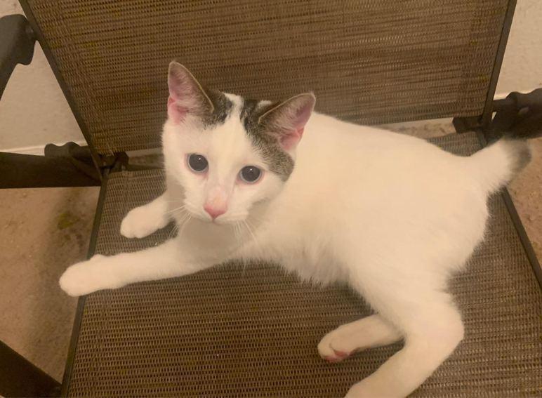 Enlarge Toffu, a Adoptable Domestic Short Hair in Hudson, NH image 1/3