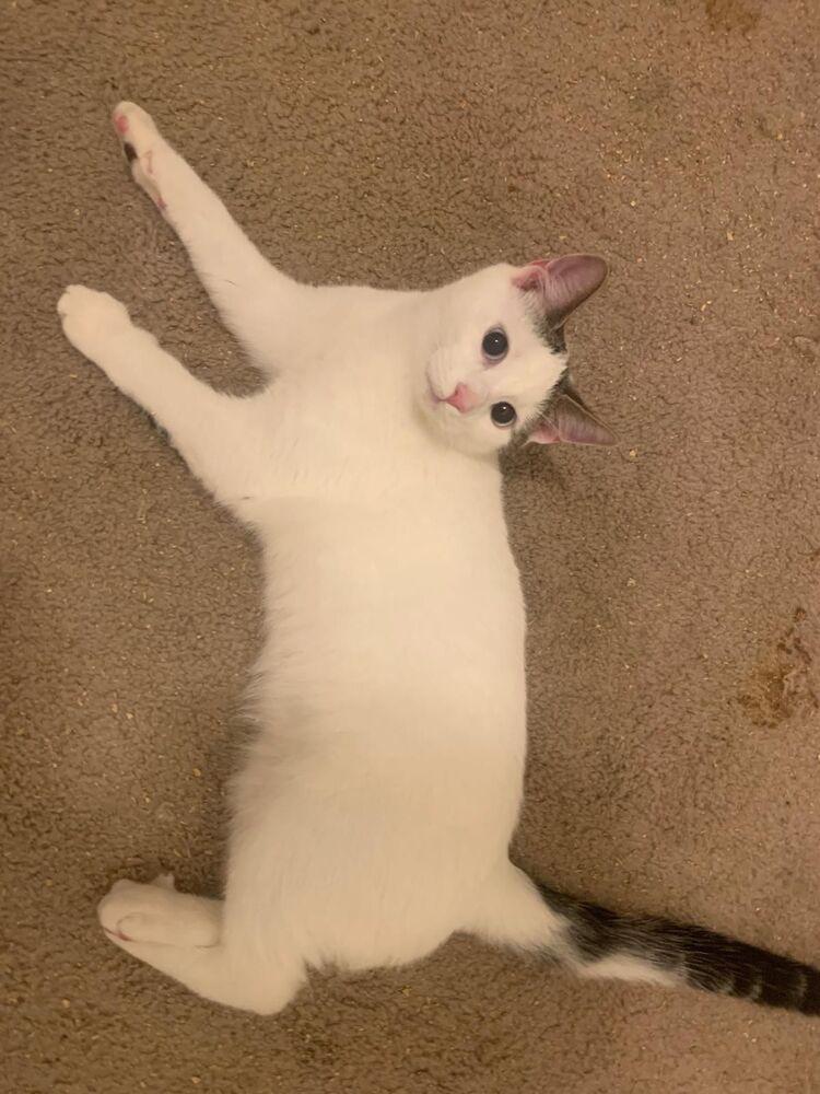 Enlarge Toffu, a Adoptable Domestic Short Hair in Hudson, NH image 2/3