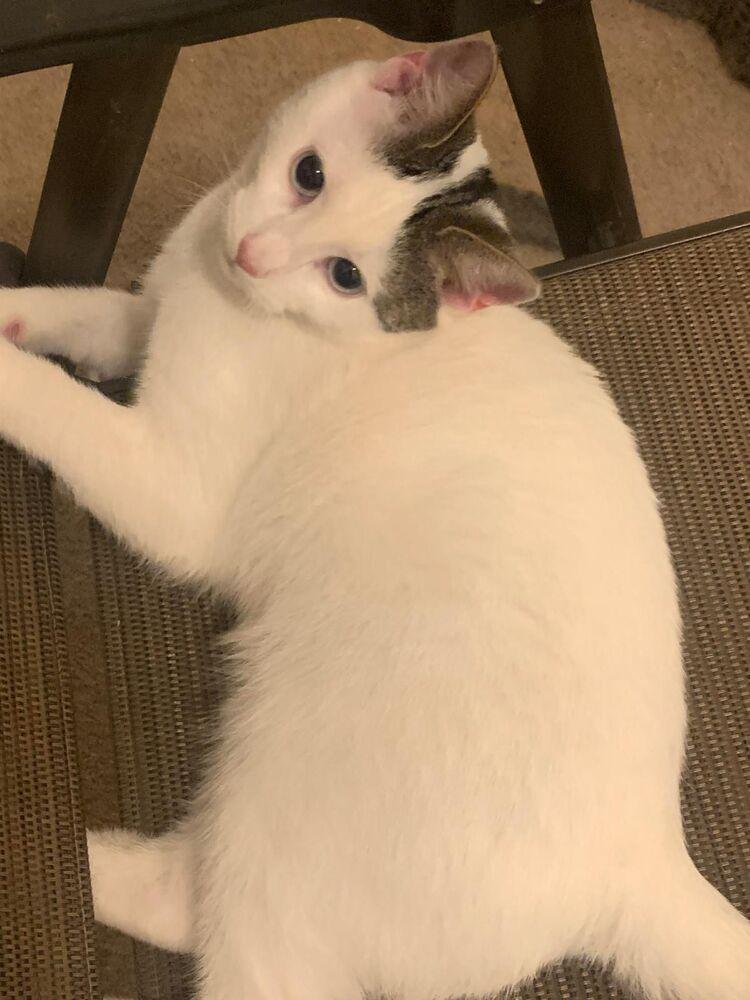 Enlarge Toffu, a Adoptable Domestic Short Hair in Hudson, NH image 3/3