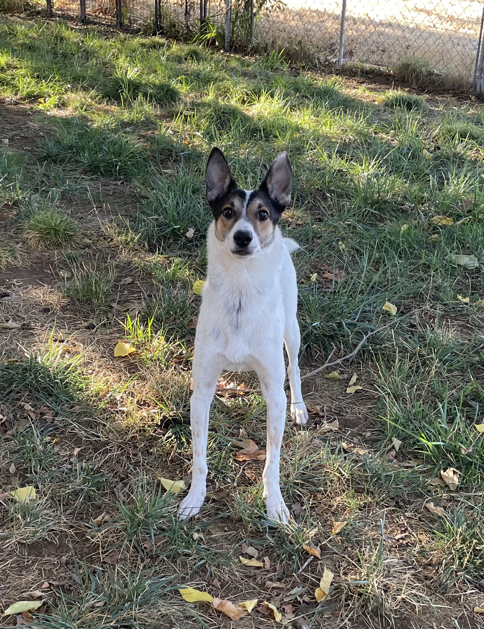 Donnie, Adoptable, Adult Male Australian Cattle Dog / Blue Heeler & Terrier.