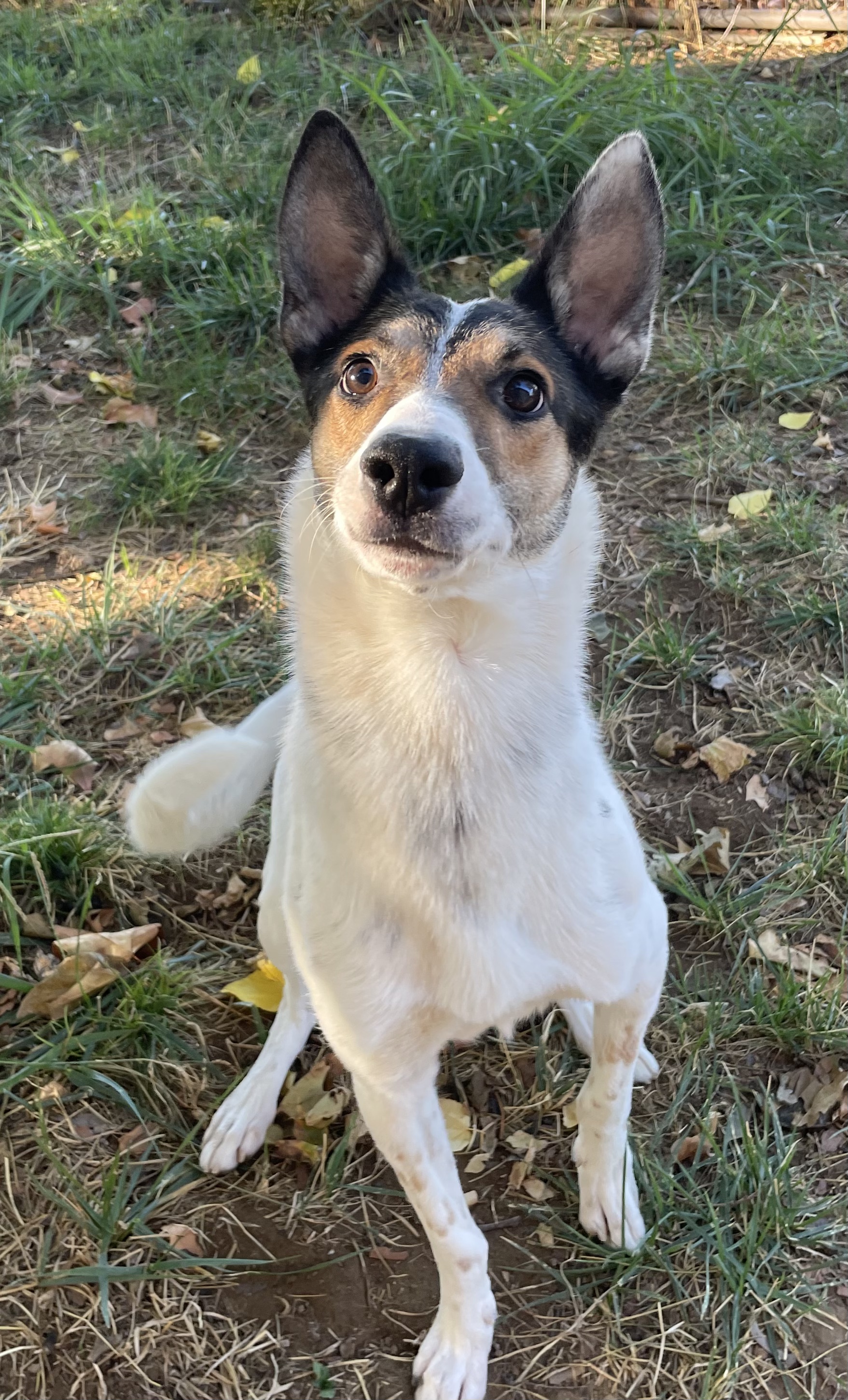 Enlarge Donnie, a Adoptable mixed breed in Red Bluff, CA image 2/3