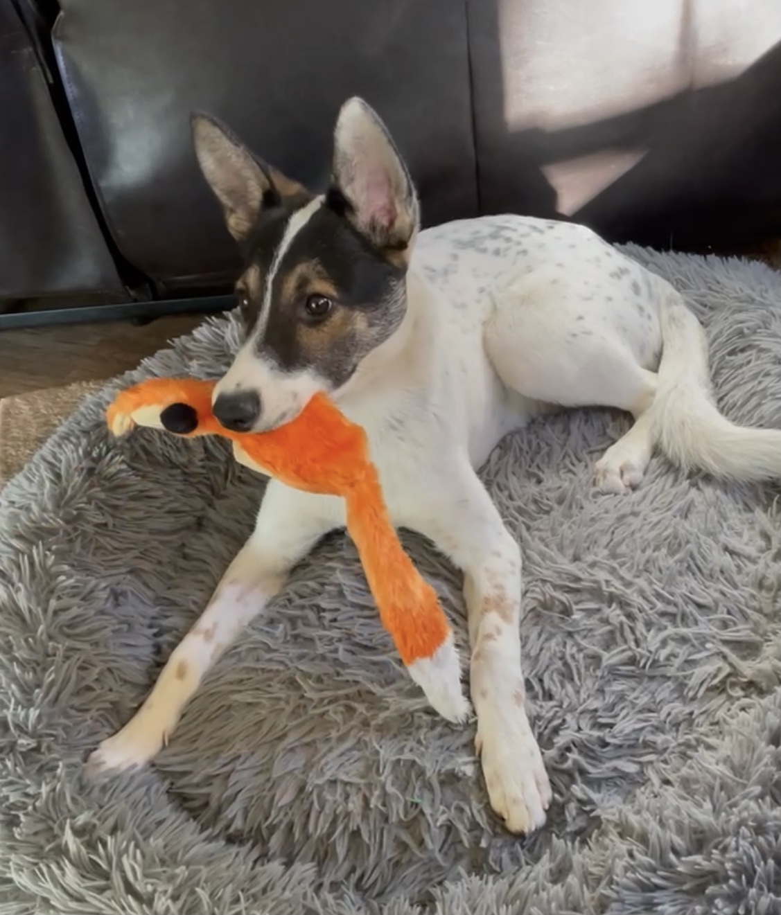 Enlarge Donnie, a Adoptable mixed breed in Red Bluff, CA image 3/3