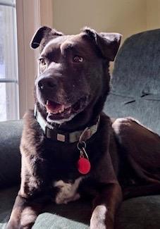 Sunny, Adoptable, Senior Female Labrador Retriever.