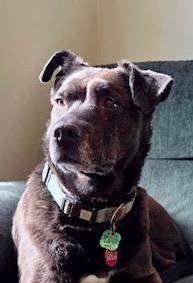 Enlarge Sunny, a hold Labrador Retriever in POTOMAC, MD image 3/4