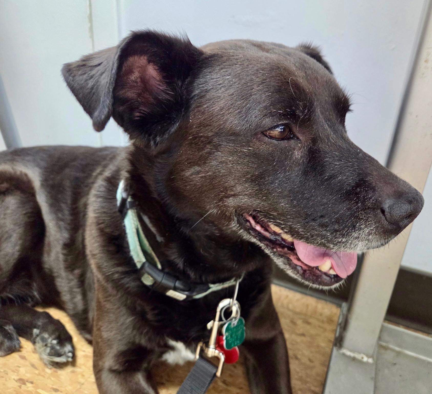 Enlarge Sunny, a hold Labrador Retriever in POTOMAC, MD image 2/4