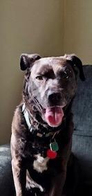 Enlarge Sunny, a hold Labrador Retriever in POTOMAC, MD image 4/4