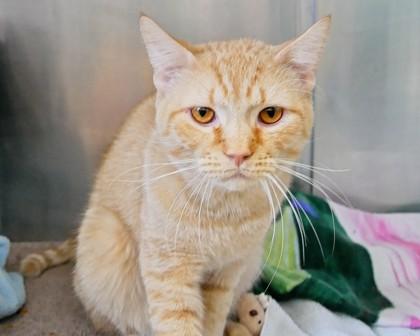 Enlarge Peter, a Adoptable Domestic Short Hair in West Seneca, NY image 1/2