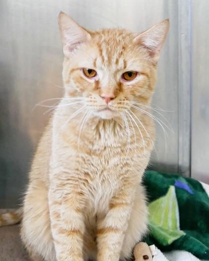 Enlarge Peter, a Adoptable Domestic Short Hair in West Seneca, NY image 2/2