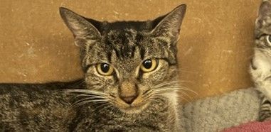 Enlarge Summer, a Adoptable Tabby in Lauderhill, FL image 1/1
