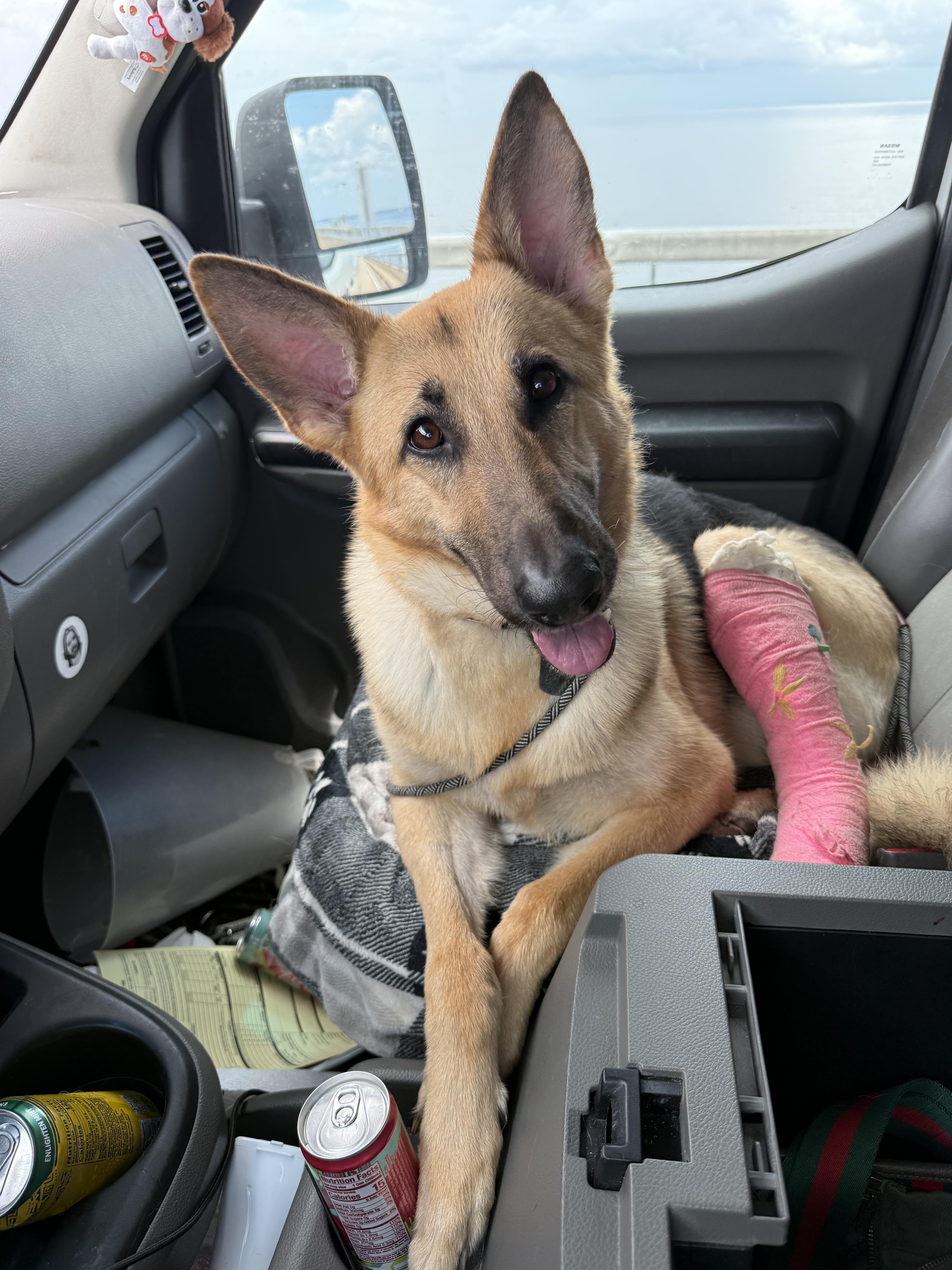 Enlarge Greta, a ADOPTABLE German Shepherd Dog in New Orleans, LA image 2/6