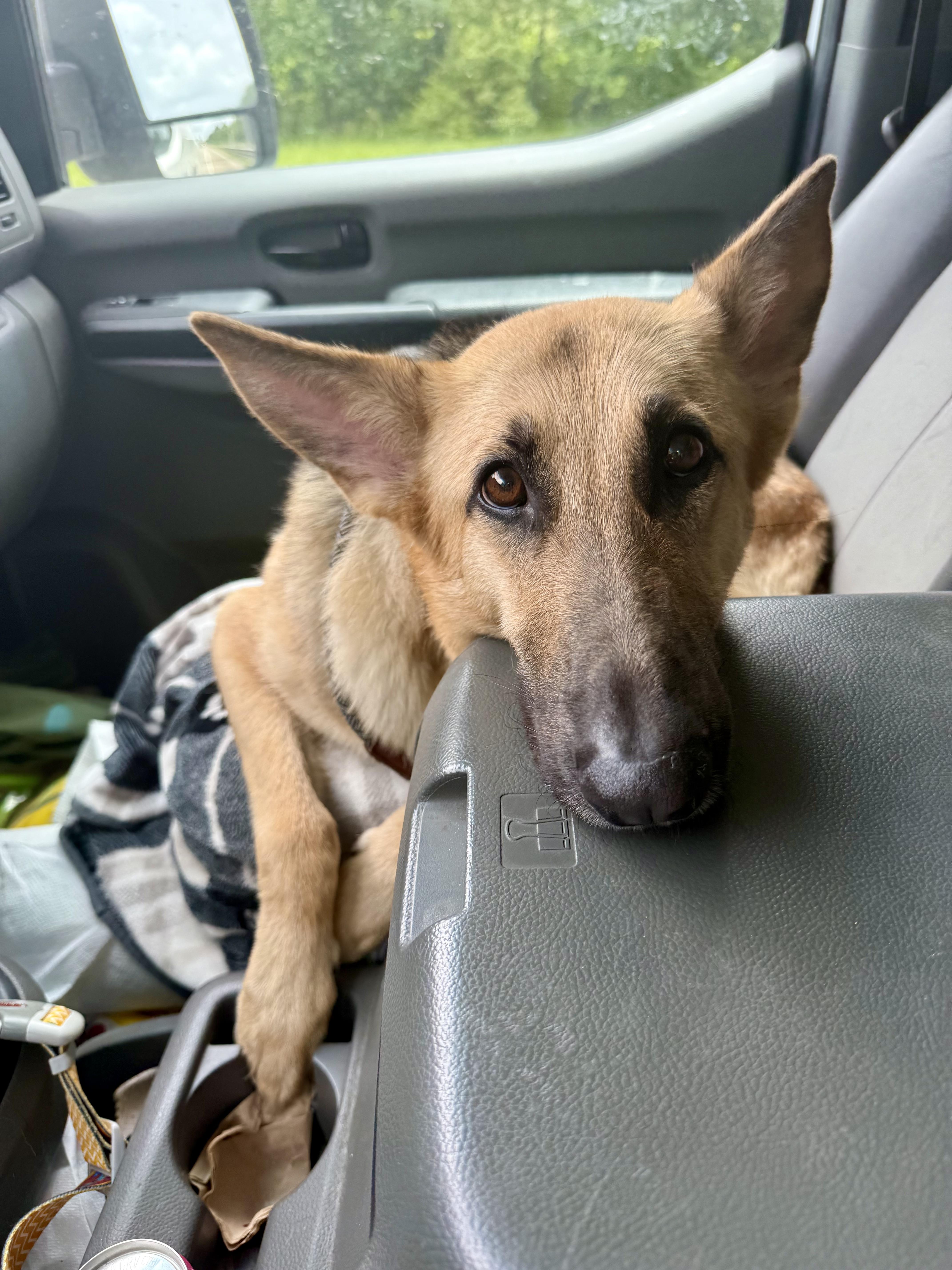 Enlarge Greta, a ADOPTABLE German Shepherd Dog in New Orleans, LA image 5/6