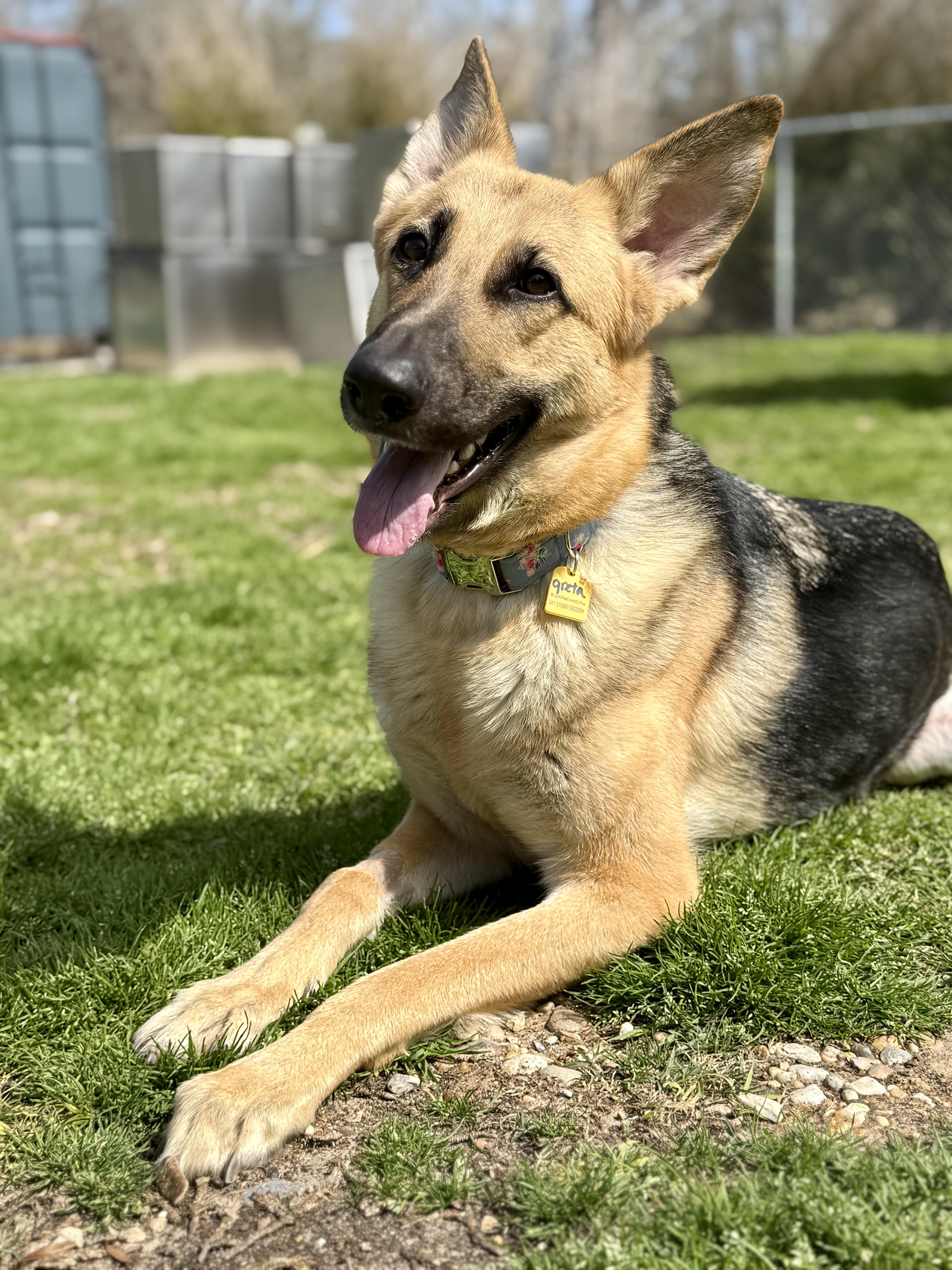 Greta, ADOPTABLE, Young Female German Shepherd Dog.
