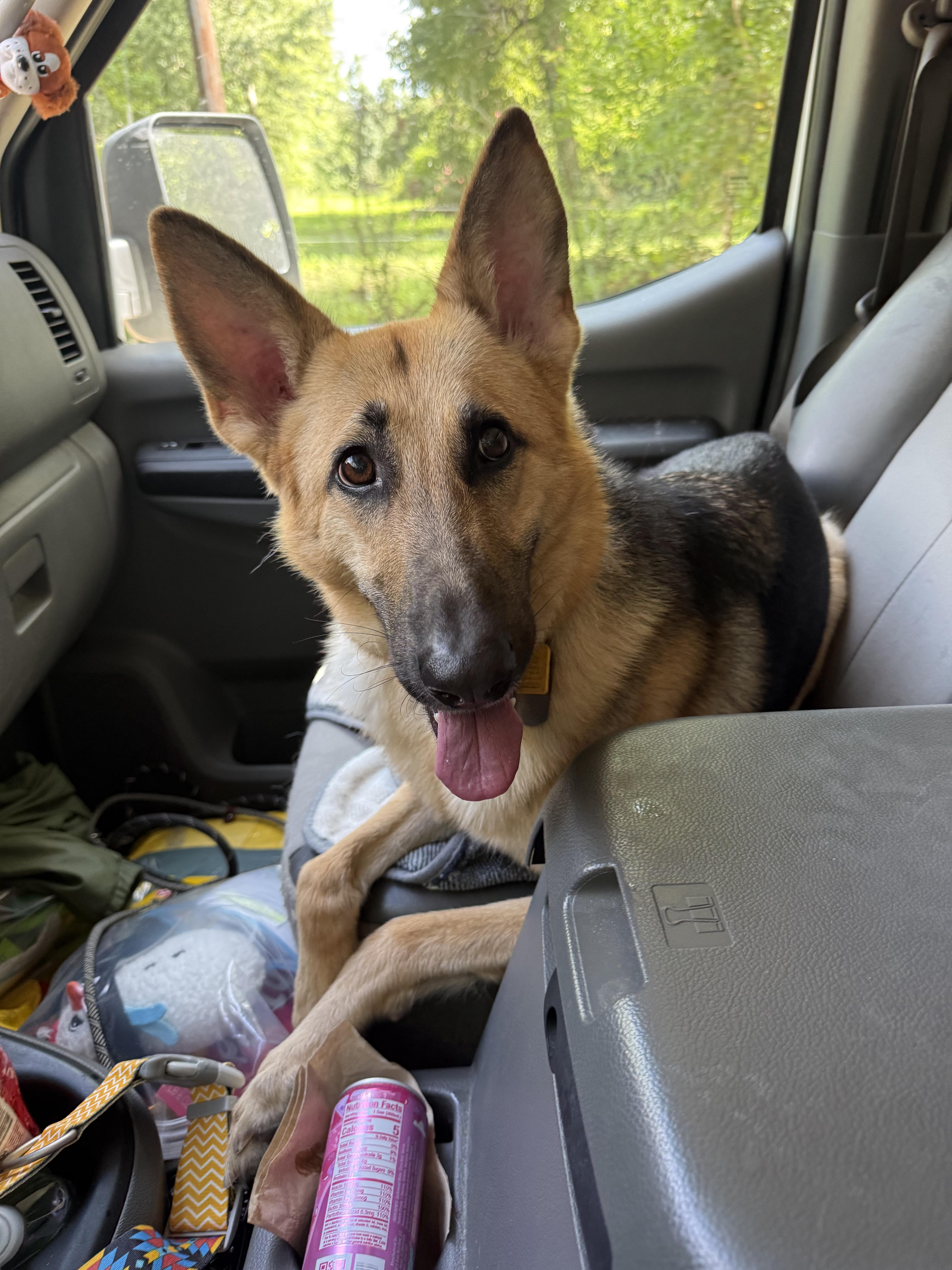 Enlarge Greta, a ADOPTABLE German Shepherd Dog in New Orleans, LA image 6/6