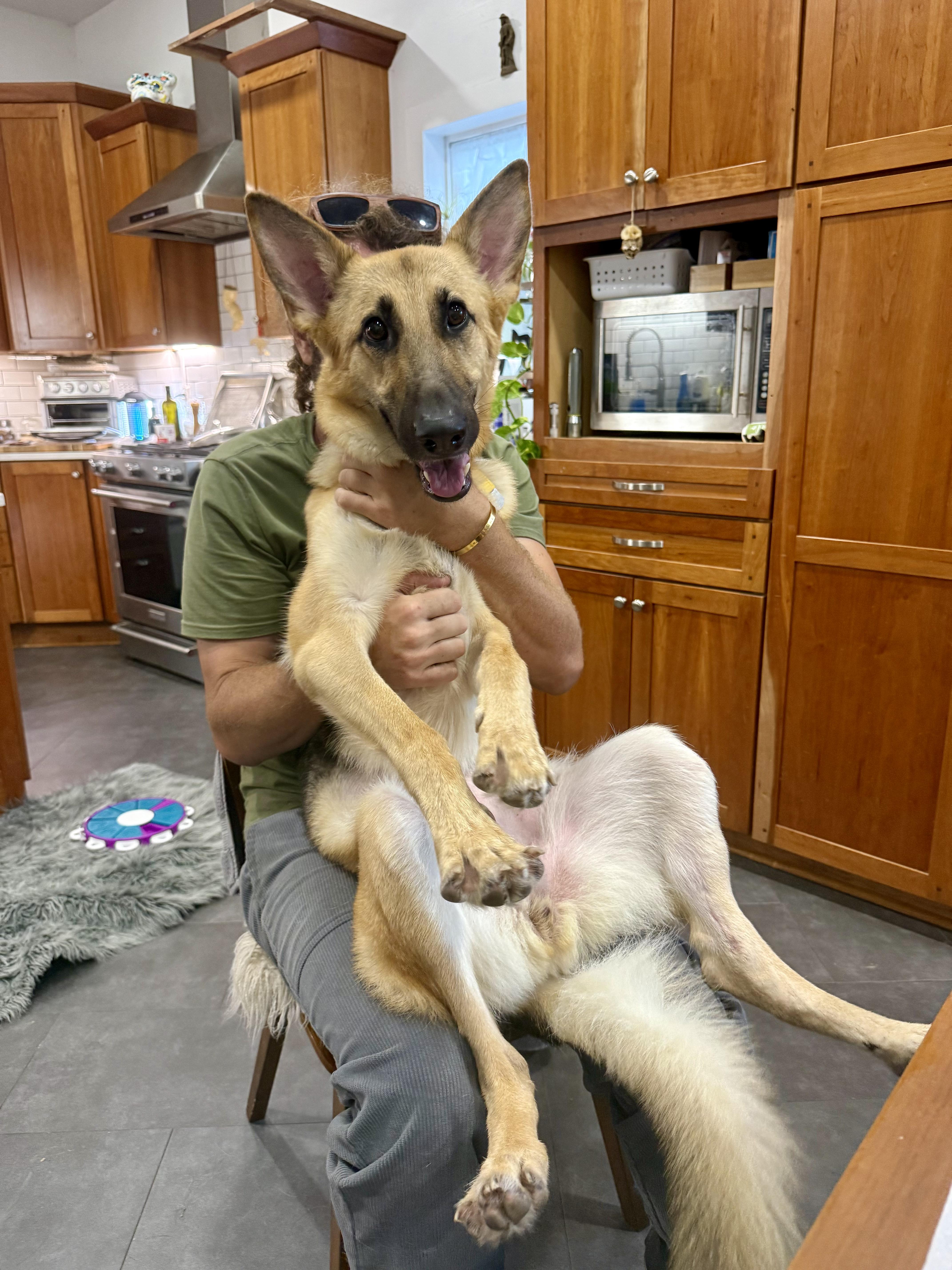 Enlarge Greta, a ADOPTABLE German Shepherd Dog in New Orleans, LA image 4/6