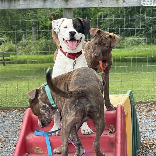 Po, Adoptable, Young Male Mixed Breed.