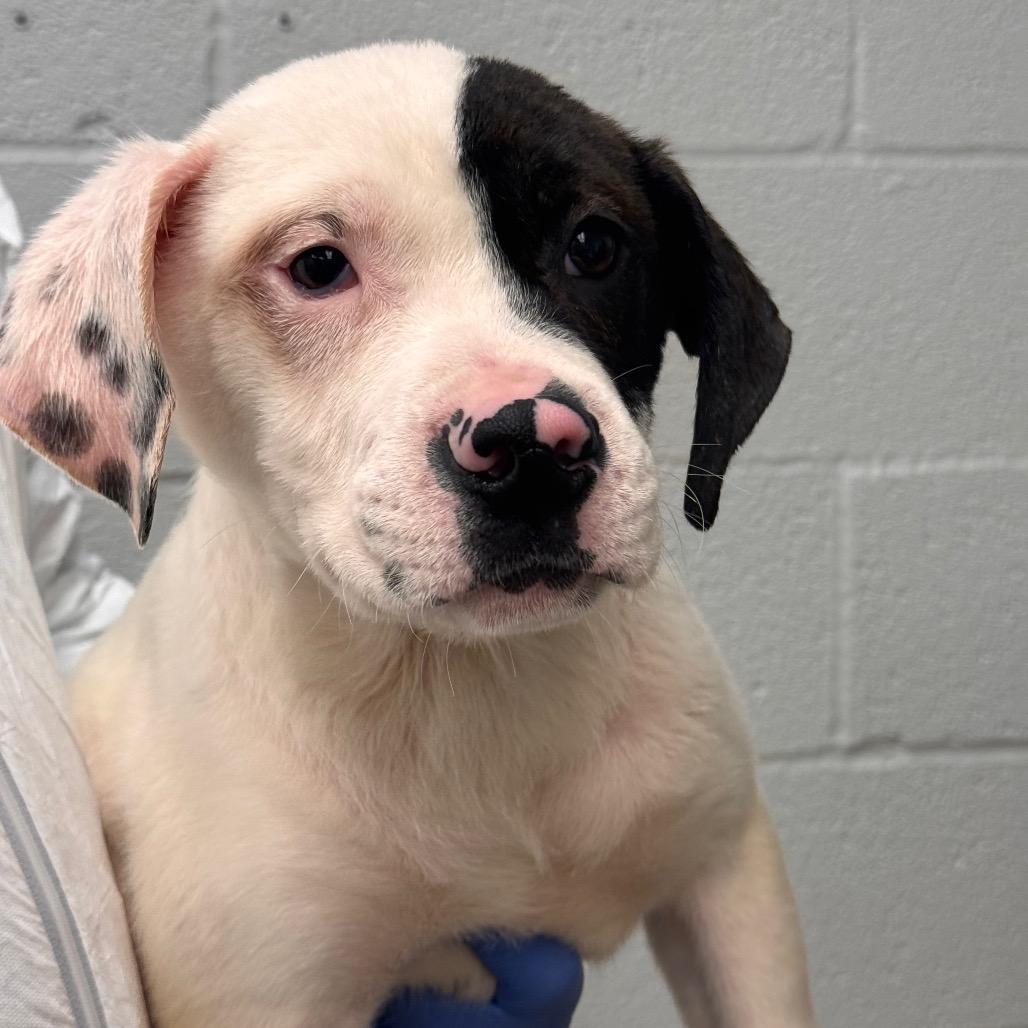 Po, a Adoptable Mixed Breed in Birdsboro, PA image 2/6