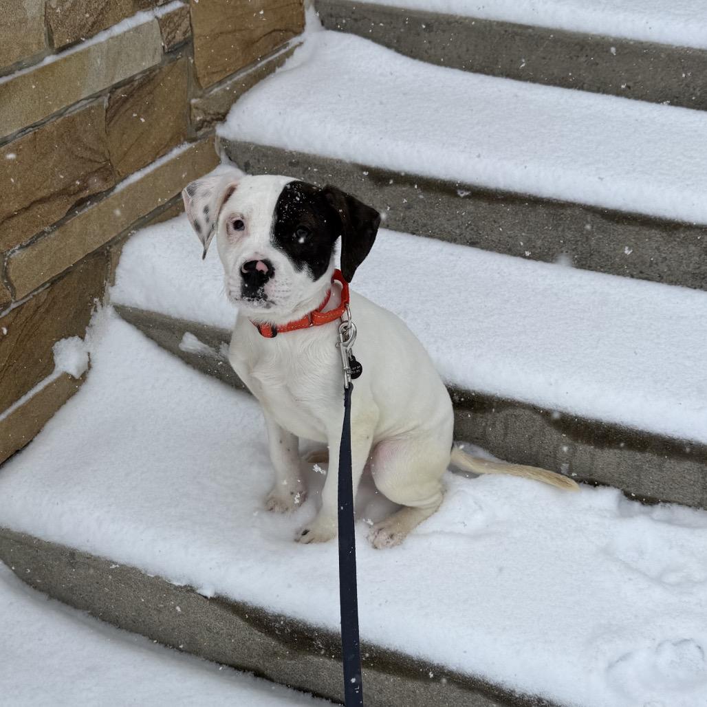 Po, a Adoptable Mixed Breed in Birdsboro, PA image 3/6