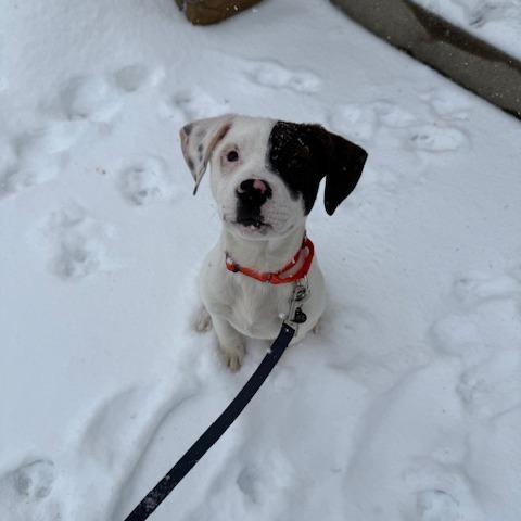 Po, a Adoptable Mixed Breed in Birdsboro, PA image 4/6