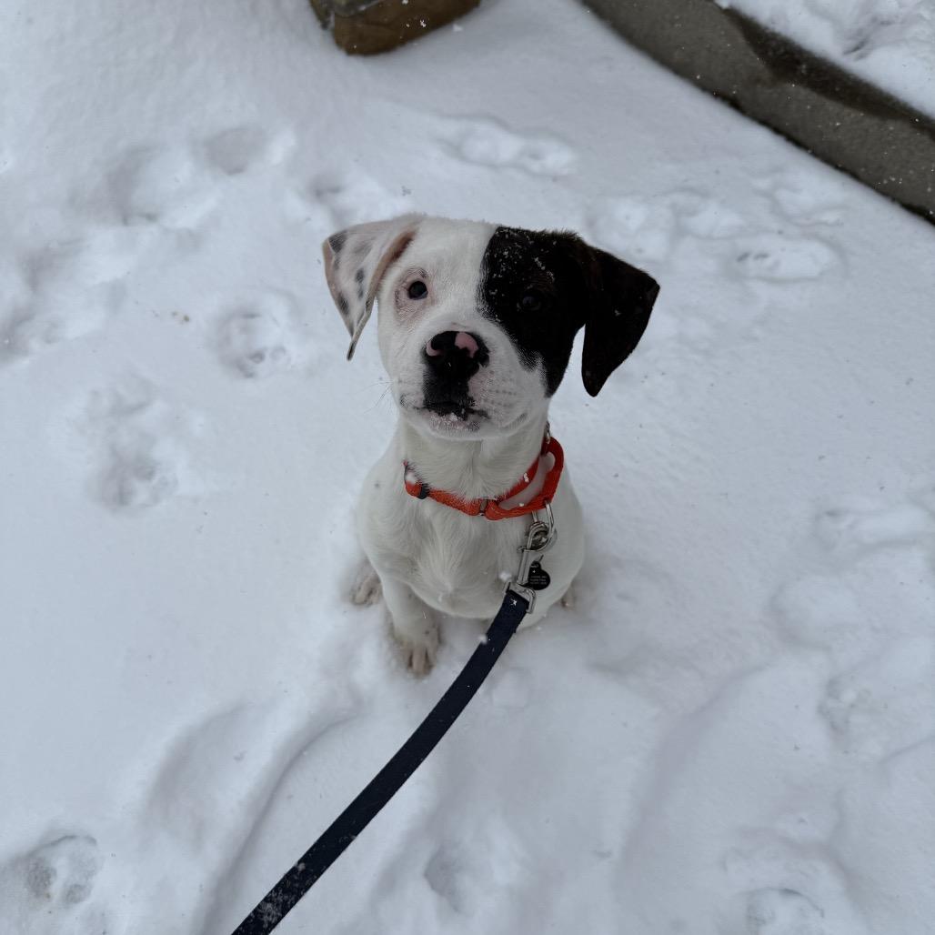 Po, a Adoptable Mixed Breed in Birdsboro, PA image 5/6
