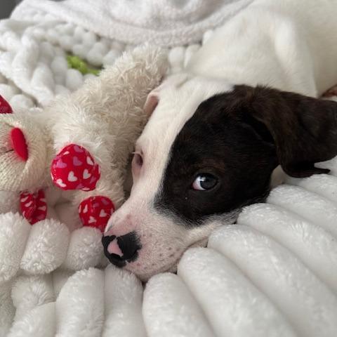 Po, a Adoptable Mixed Breed in Birdsboro, PA image 6/6