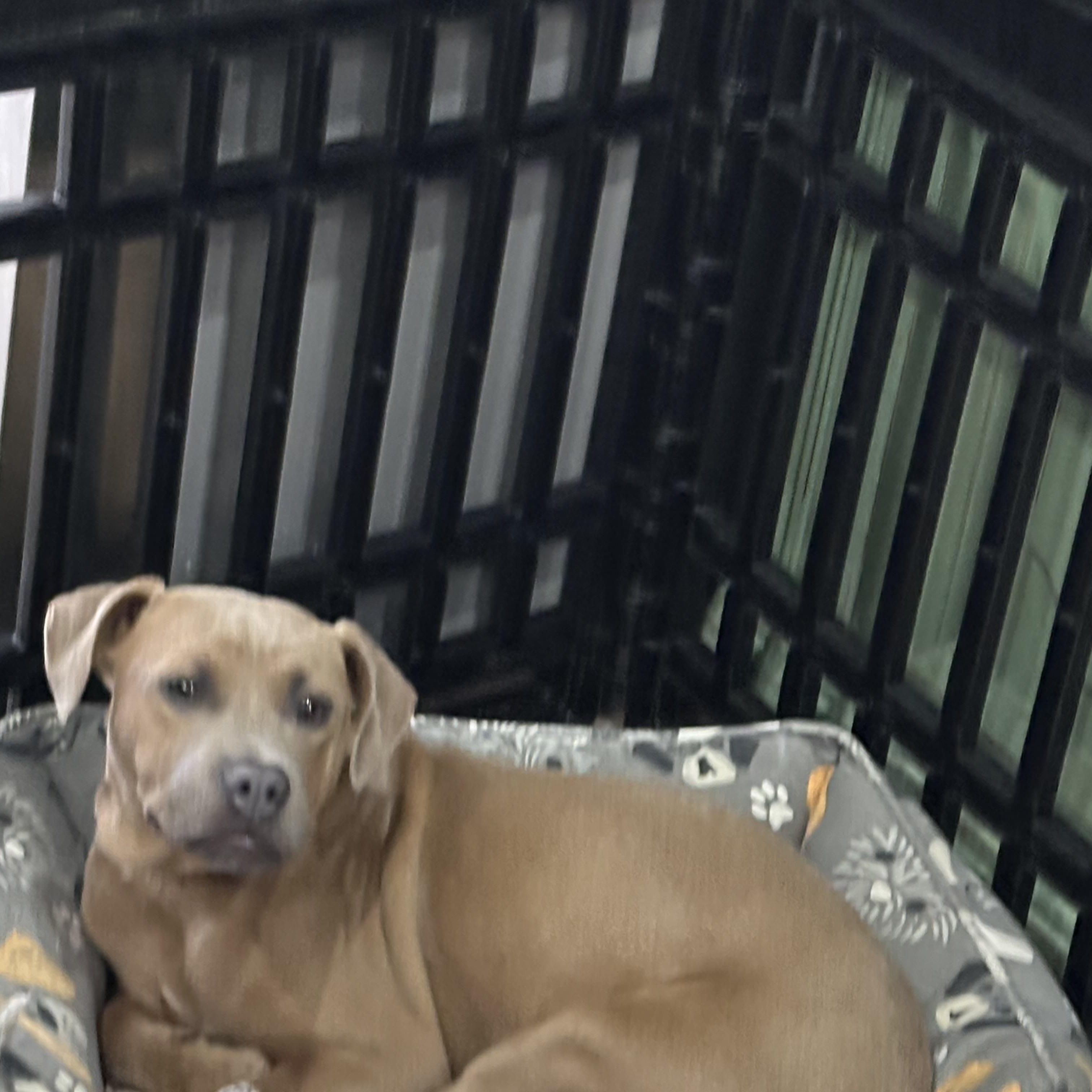 Princess Peach, Adoptable, Young Female Beagle & Pug.