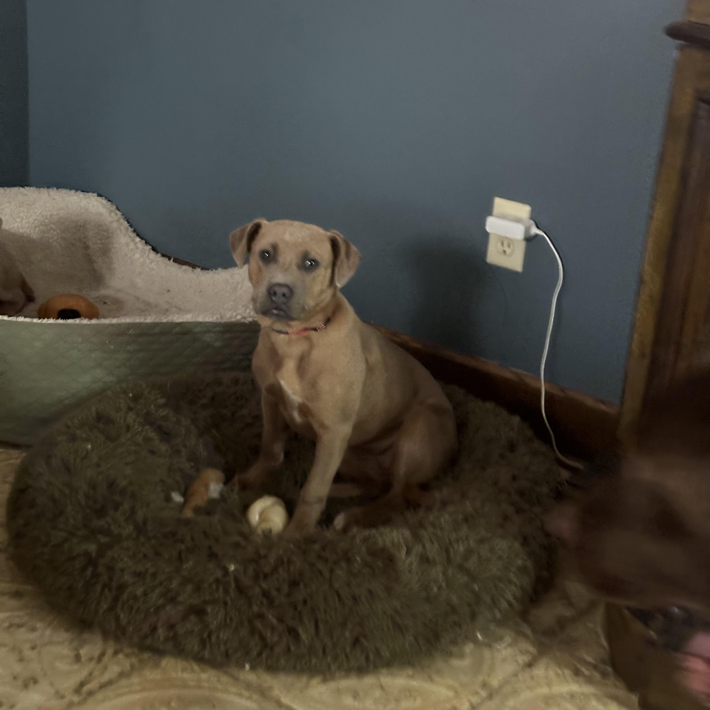 Princess Peach, a Adoptable mixed breed in Alliance, OH image 2/3