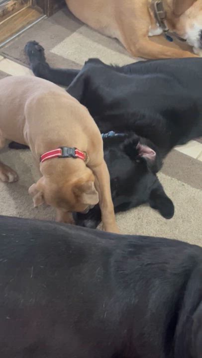 Enlarge Princess Peach, a Adoptable mixed breed in Alliance, OH video 3/3