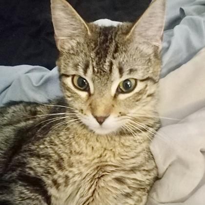 Unicorn, Adoptable, Young Female Domestic Short Hair.