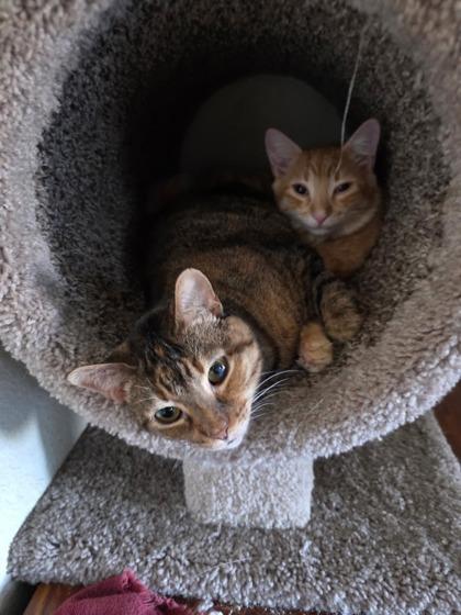 Enlarge Unicorn, a Adoptable Domestic Short Hair in Boise, ID image 2/3