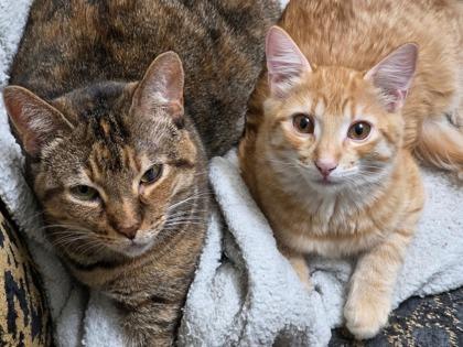 Unicorn, a Adoptable Domestic Short Hair in Boise, ID image 2/3