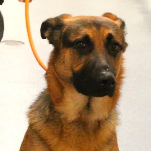 Enlarge 26-00503, a ADOPTABLE German Shepherd Dog in Fredericksburg, VA image 2/2