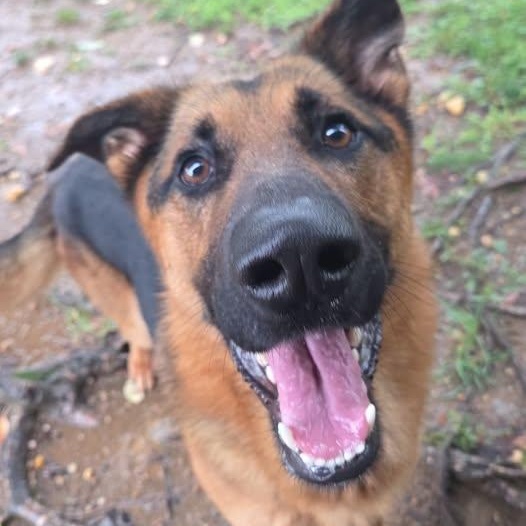 26-00503 MERLIN, ADOPTABLE, Adult Male German Shepherd Dog.