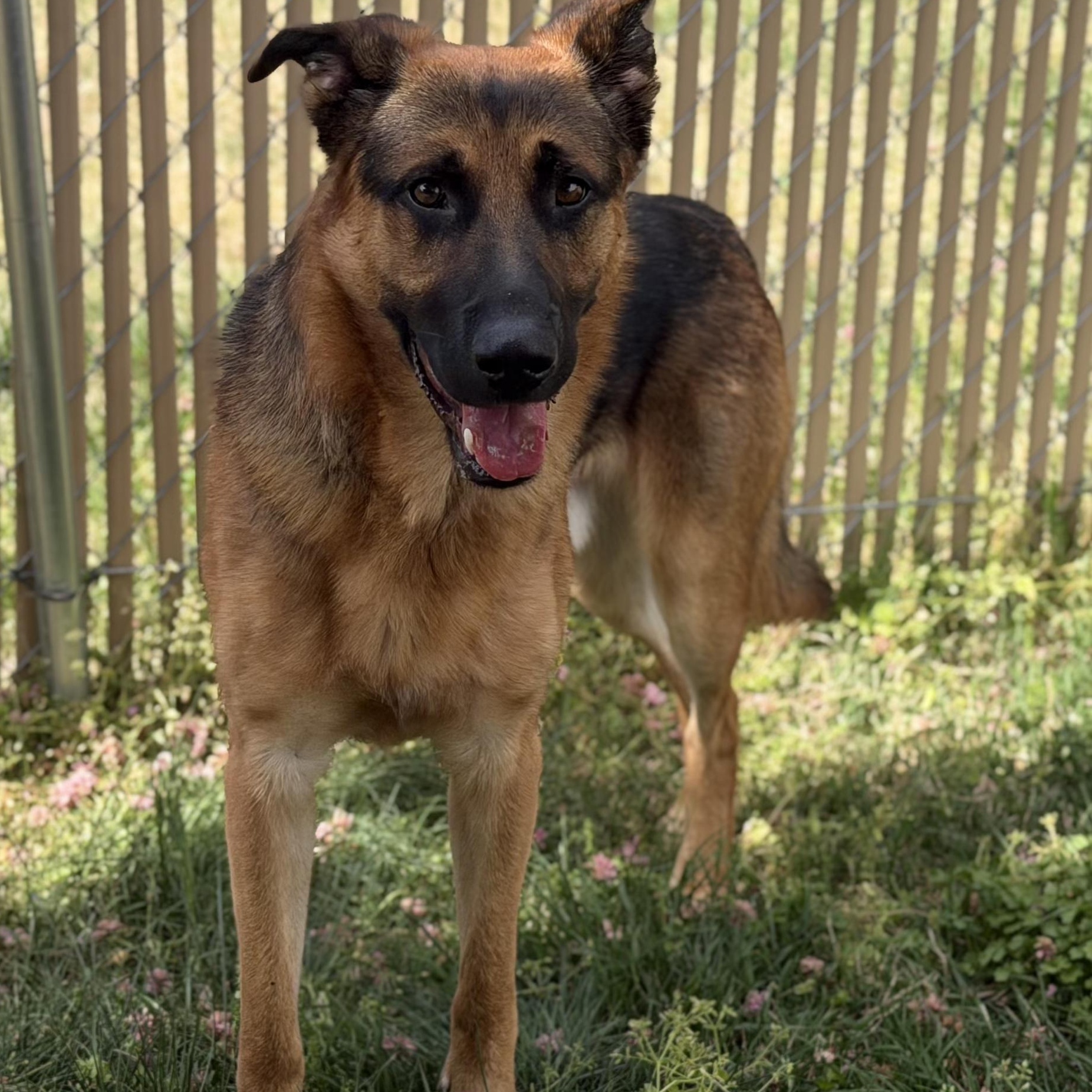 26-00503, ADOPTABLE, Adult Male German Shepherd Dog.