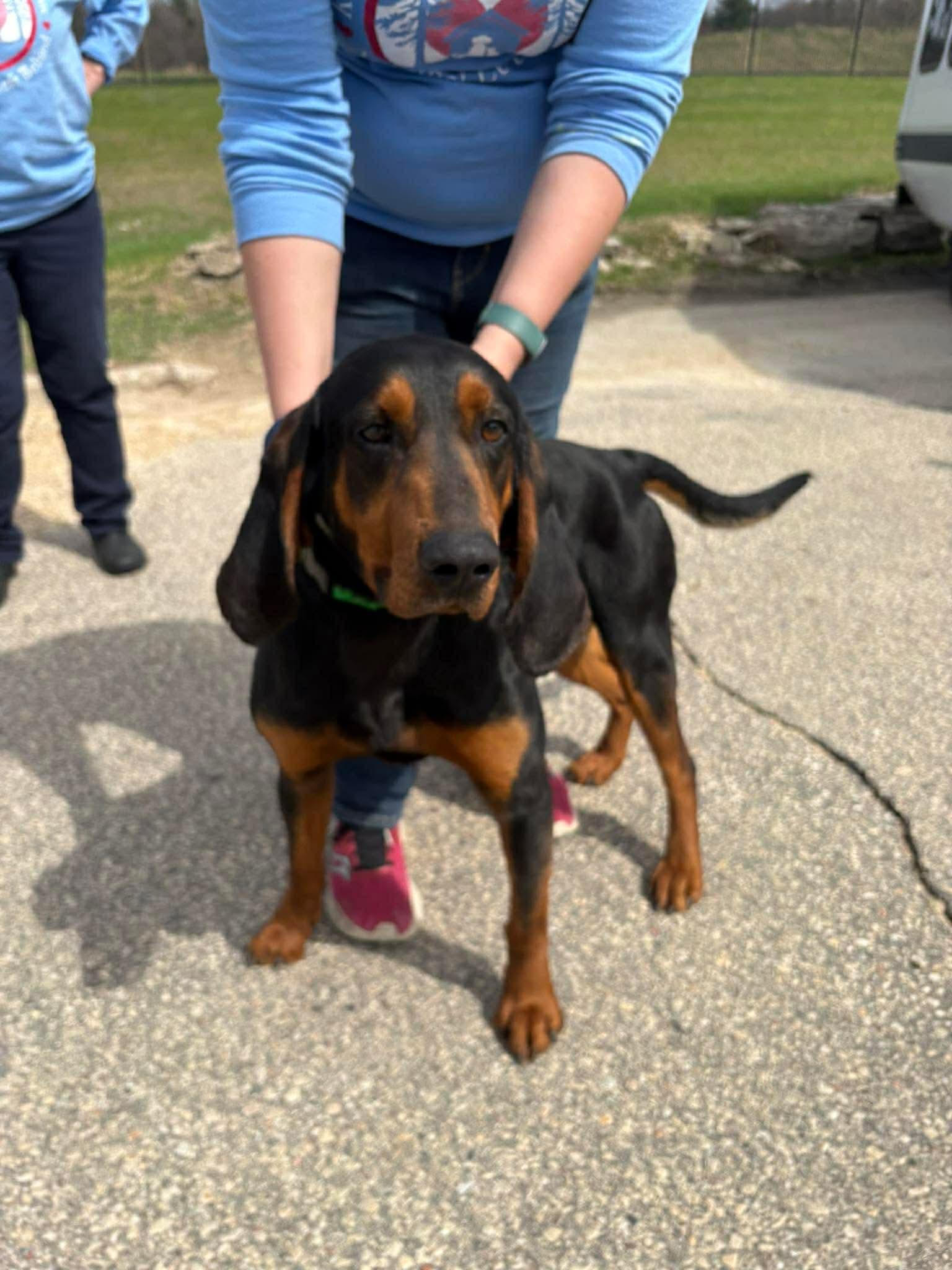 Enlarge Boone, a Adoptable mixed breed in Little Chute, WI image 1/5