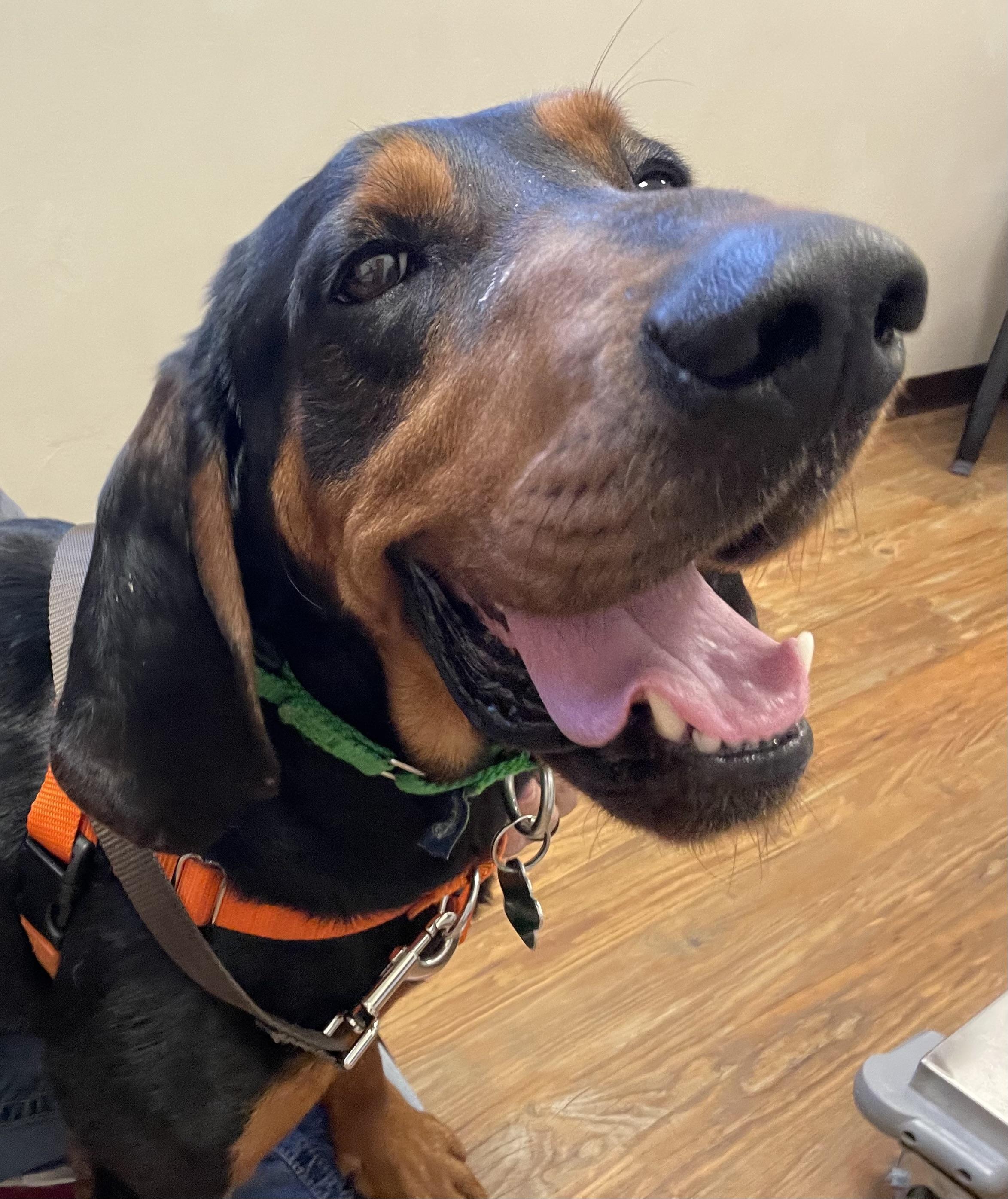 Enlarge Boone, a Adoptable mixed breed in Little Chute, WI image 2/5