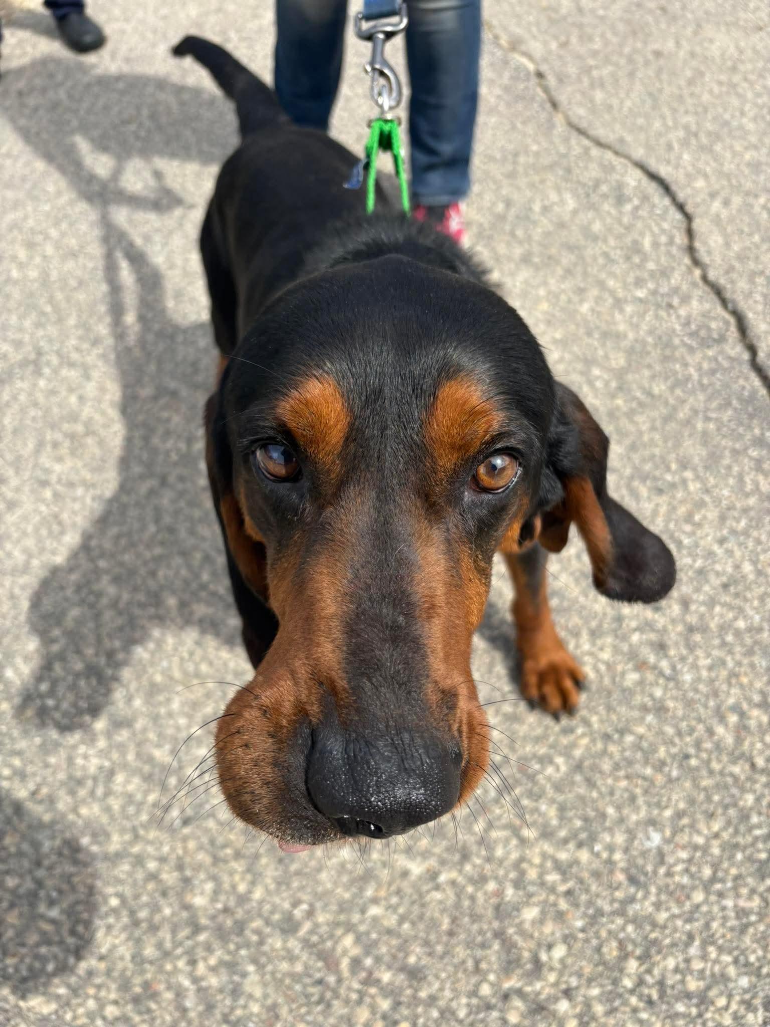 Enlarge Boone, a Adoptable mixed breed in Little Chute, WI image 3/5