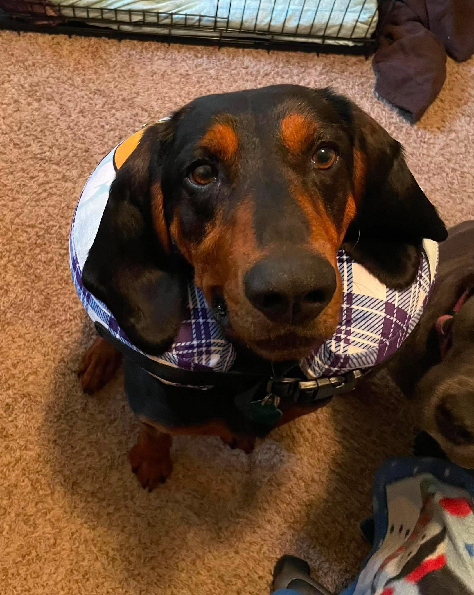 Boone, Adoptable, Adult Male Bloodhound & Black and Tan Coonhound.