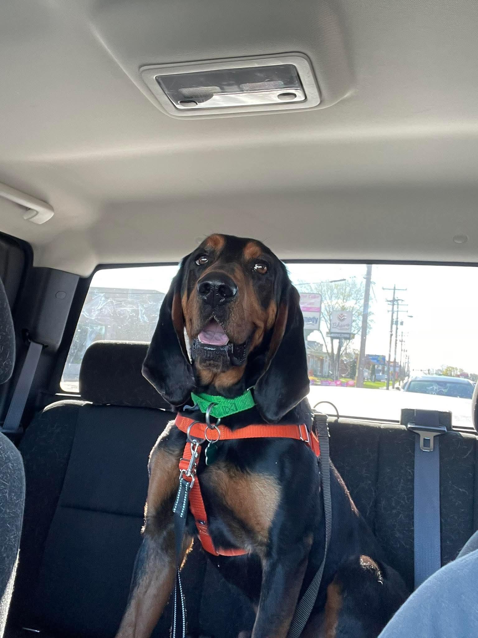 Enlarge Boone, a Adoptable mixed breed in Little Chute, WI image 5/5
