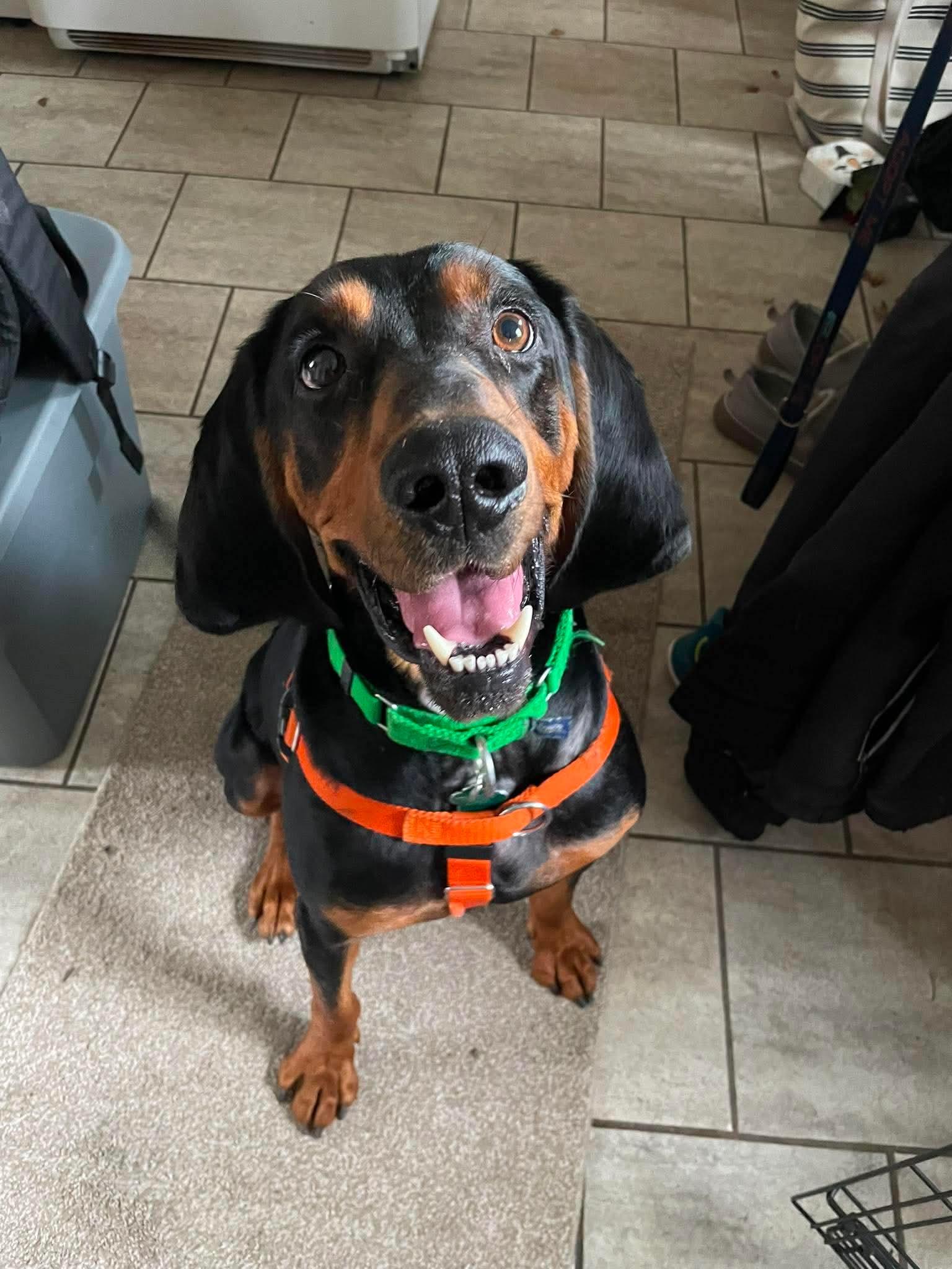 Enlarge Boone, a Adoptable mixed breed in Little Chute, WI image 3/3