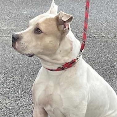 Kiyo, a Adoptable Pit Bull Terrier in Westchester, IL image 4/5