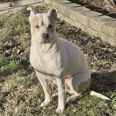 Kiyo, a Adoptable Pit Bull Terrier in Westchester, IL image 6/6