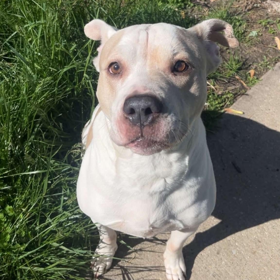 Kiyo, Adoptable, Adult Male Pit Bull Terrier.
