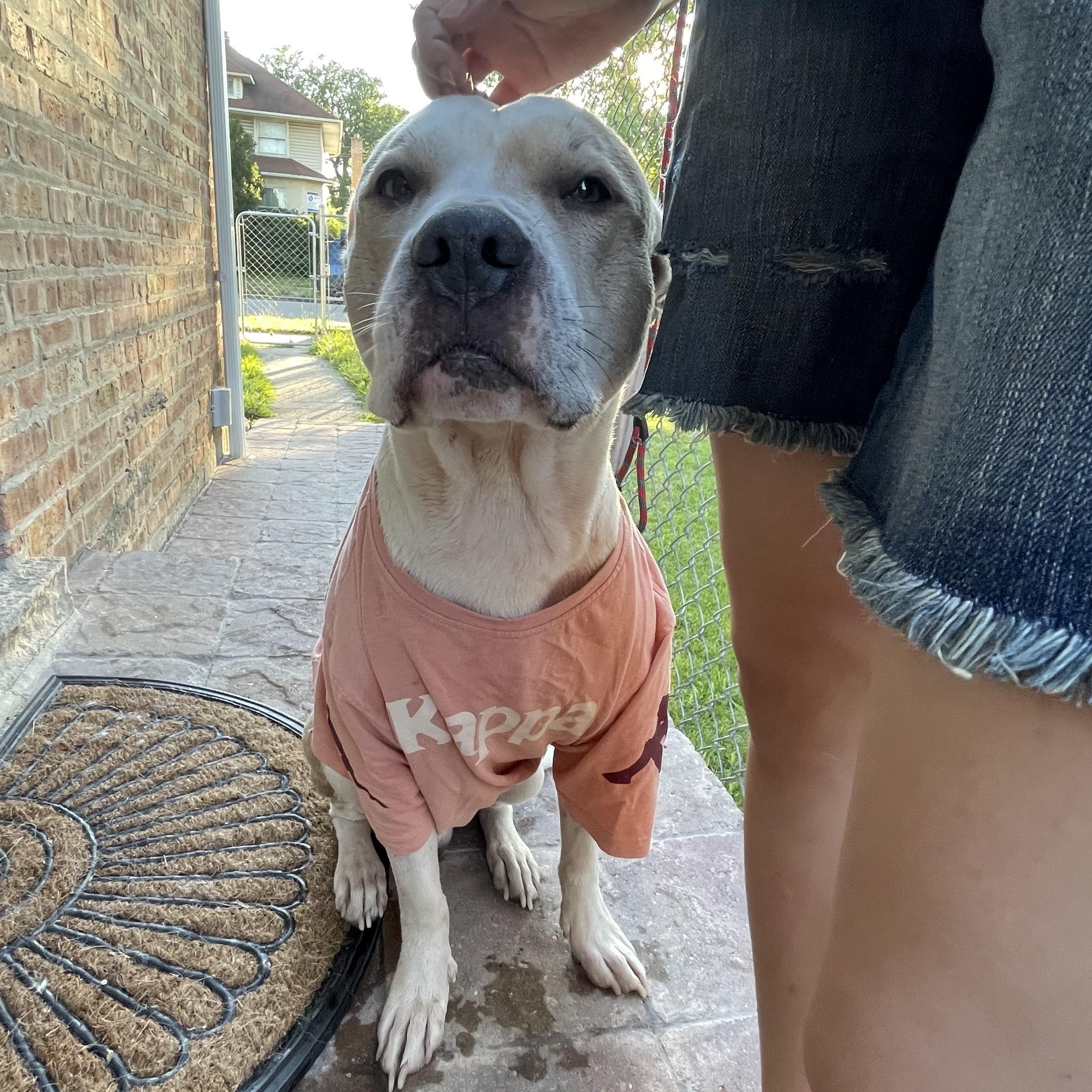 Kiyo, Adoptable, Adult Male Pit Bull Terrier.