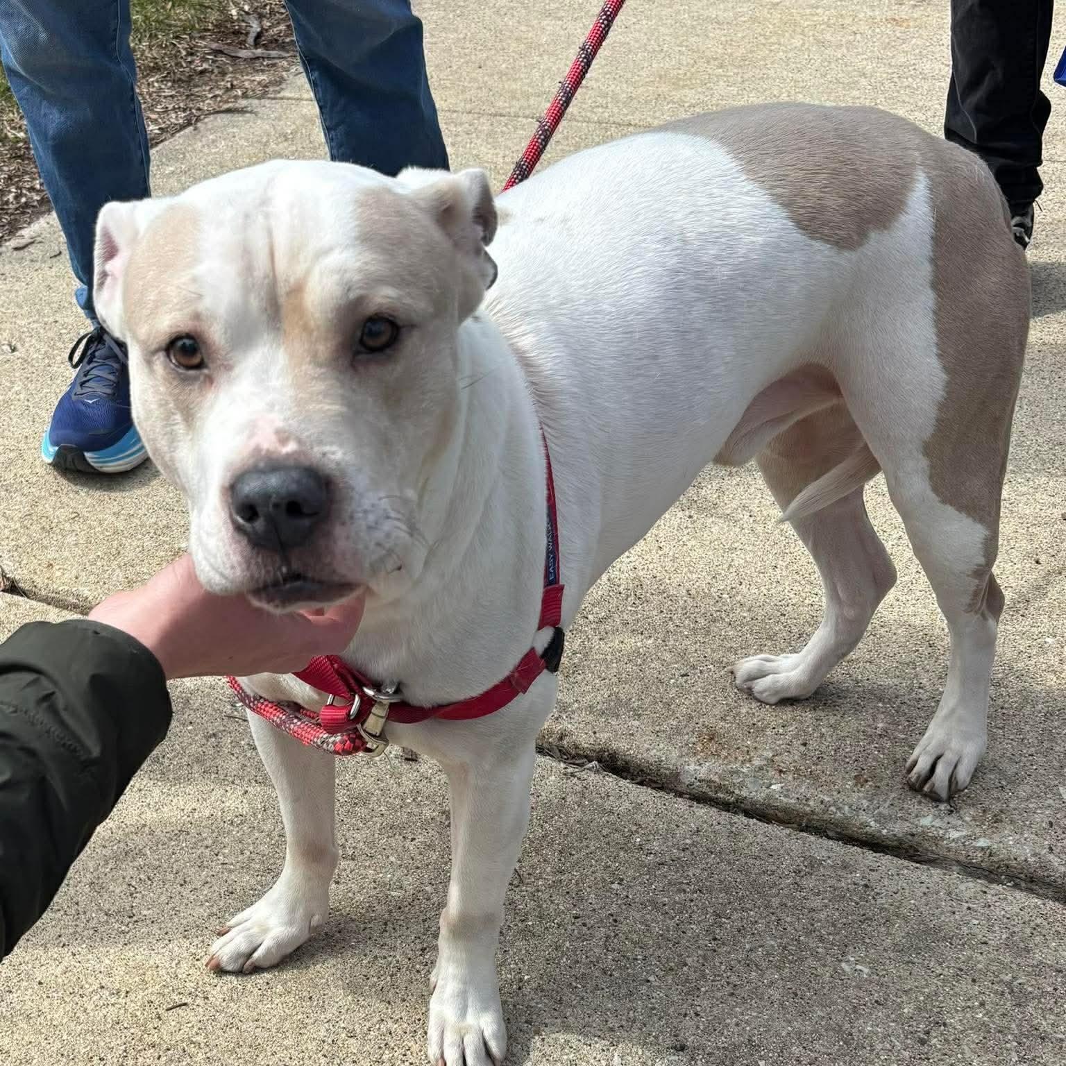 Kiyo, a Adoptable Pit Bull Terrier in Westchester, IL image 5/6