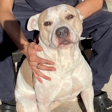 Kiyo, a Adoptable Pit Bull Terrier in Westchester, IL image 3/5