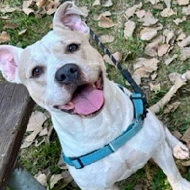 Kiyo, a Adoptable Pit Bull Terrier in Westchester, IL image 2/5