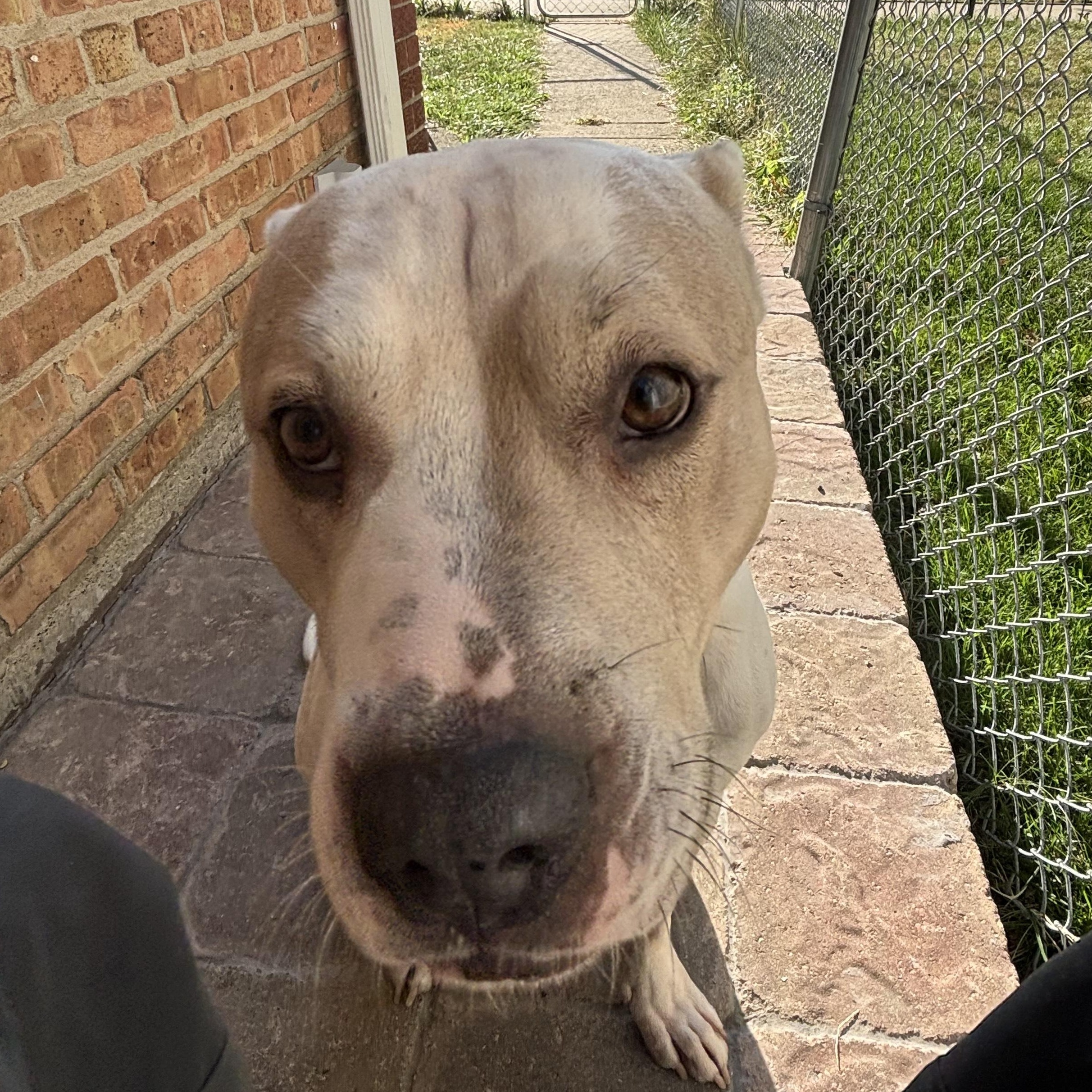 Kiyo, a Adoptable Pit Bull Terrier in Westchester, IL image 5/5