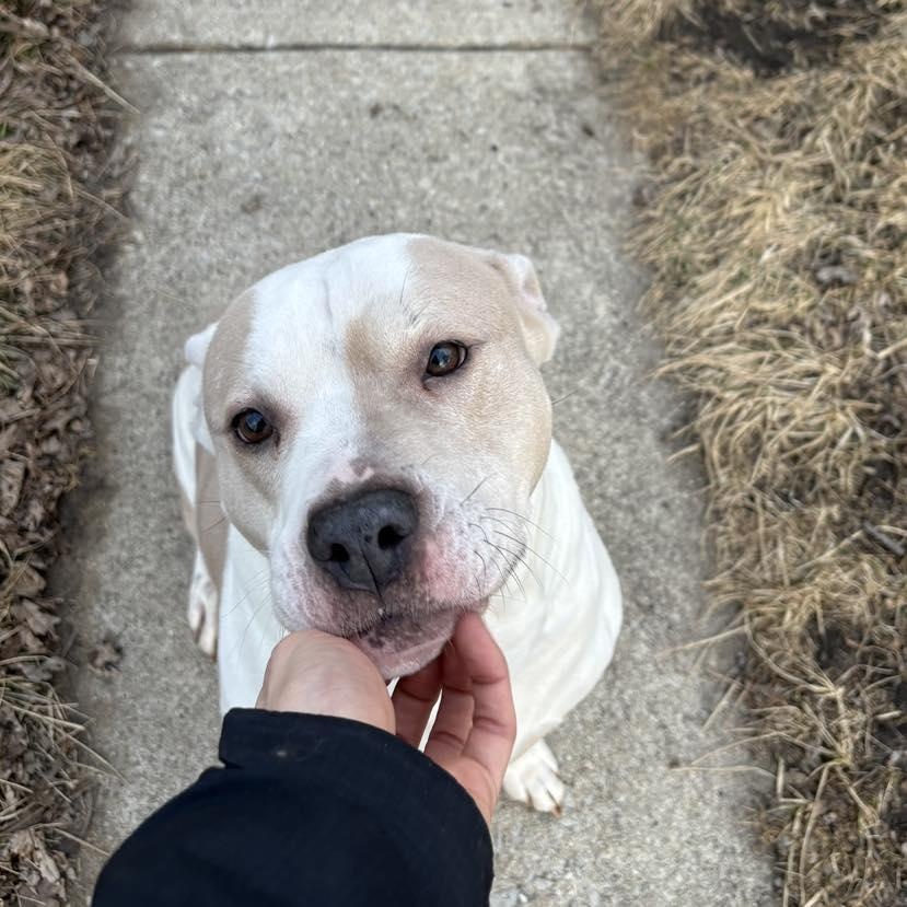 Kiyo, a Adoptable Pit Bull Terrier in Westchester, IL image 2/6
