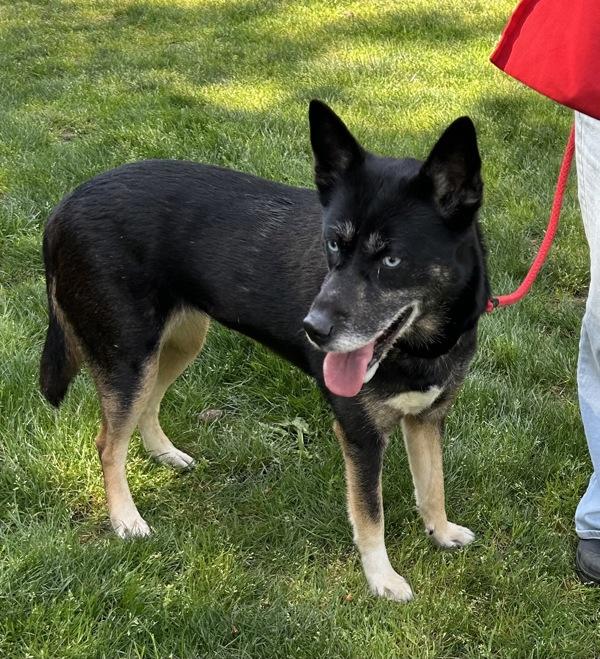 Nikita, Adoptable, Adult Female Siberian Husky.