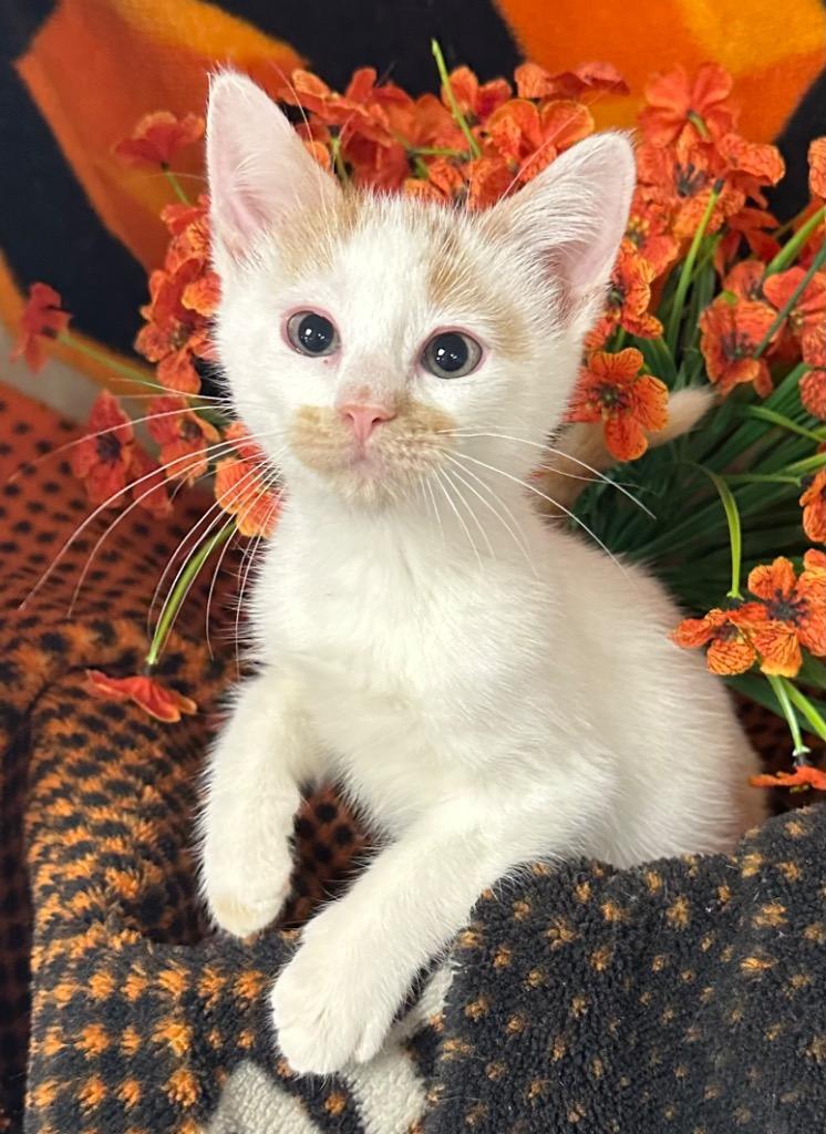 6/30/26 Liberty, Adoptable, Kitten Male Domestic Short Hair.